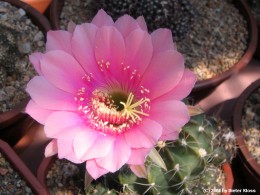 Echinopsis spec.     